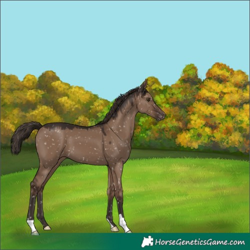 Horse Color:Liver Red Dun Appaloosa 