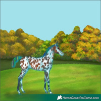 Horse Color:Painted Thunderstruck Bay Appaloosa 