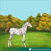 Horse Color:Liver Red Dun Sabino Near Leopard Rabicano 
