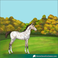 Horse Color:Bay Dun Sabino Appaloosa 