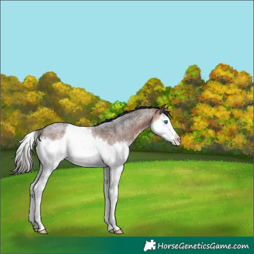 Horse Color:Brown Roan Splash 