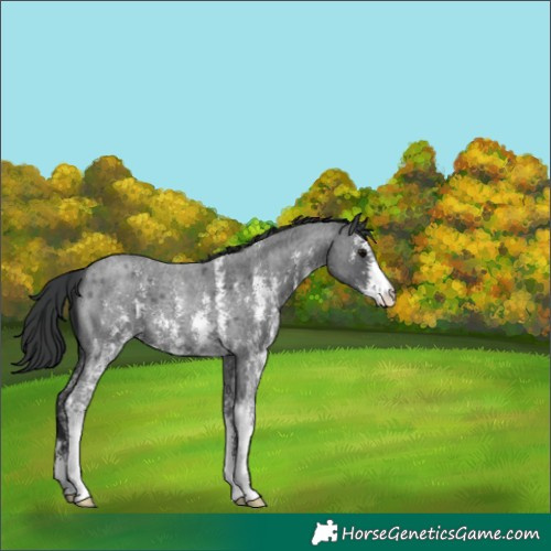 Horse Color:Blue Roan Sabino 