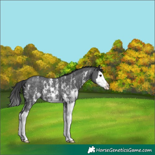 Horse Color:Black Sabino Splash 