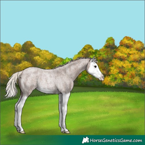 Horse Color:Silver Blue Roan Splash Rabicano 