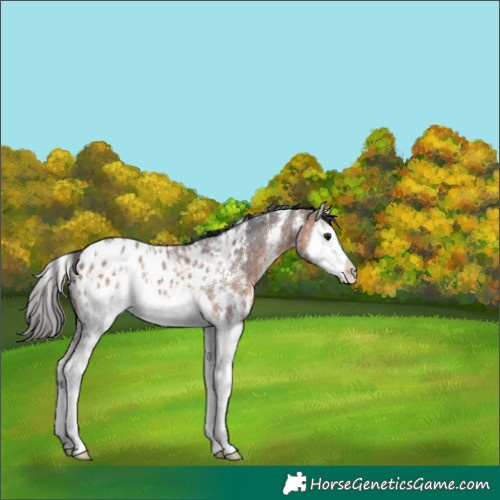 Horse Color:Brown Sabino Splash Appaloosa 