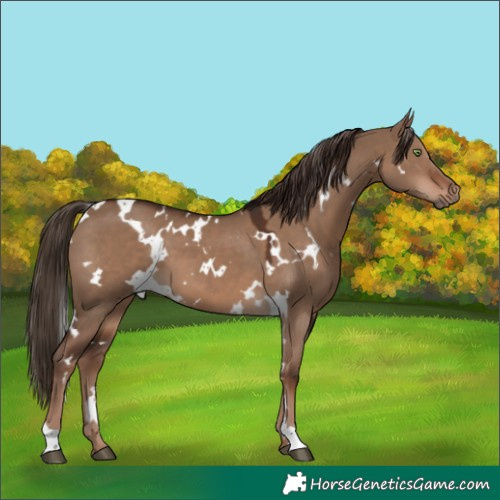 Horse Color:White Spotted Liver Red Dun 