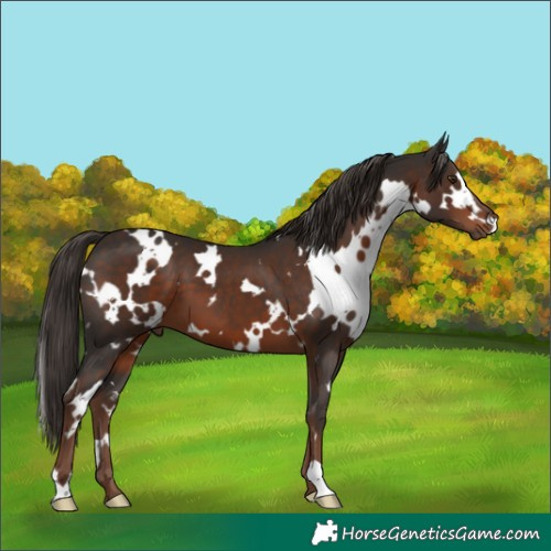 Horse Color:White Spotted Liver Chestnut 