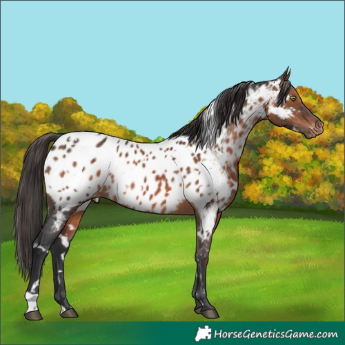 Horse Color:White Spotted Brown Appaloosa 