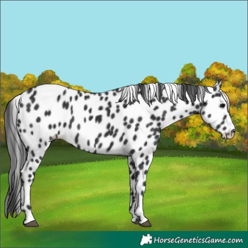Horse Color:Black Leopard Rabicano 