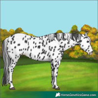 Horse Color:Black Appaloosa Rabicano 