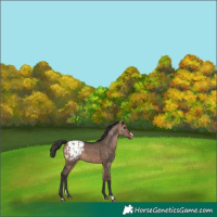 Horse Color:Bay Dun Appaloosa