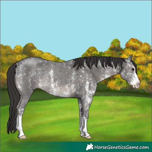 Horse Color:Smoky Black Sabino Rabicano