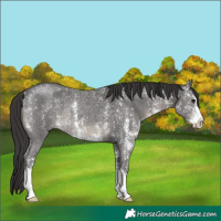 Horse Color:Smoky Black Sabino Rabicano