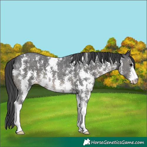 Horse Color:Black Sabino 