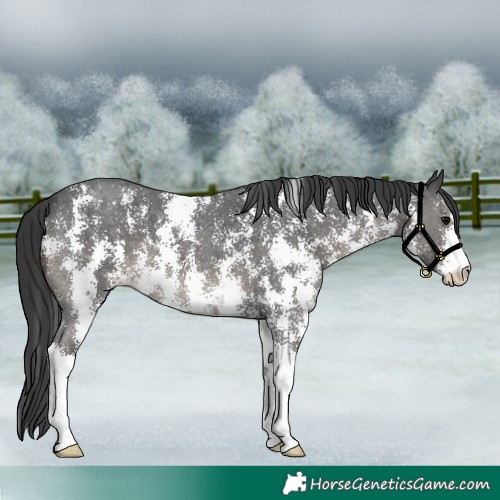 Horse Color:Black Sabino