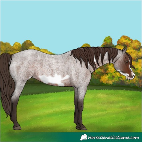 Horse Color:Liver Red Roan Frame 
