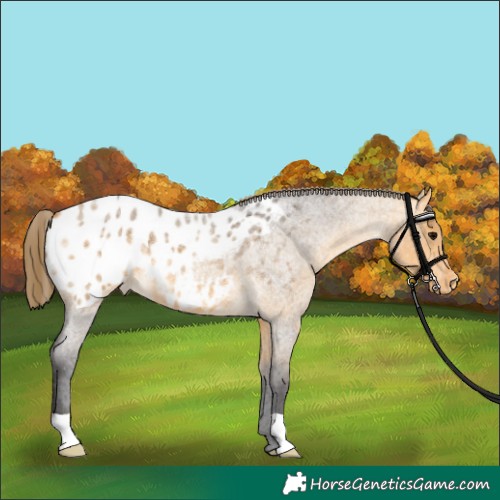 Horse Color:Buckskin Roan Appaloosa 