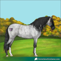 Horse Color:Midnight Blue Onyx Roan 