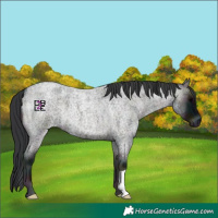 Horse Color:Midnight Blue Onyx Roan