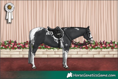Horse Color:Black Splash Tobiano  and Black Splash Tobiano 