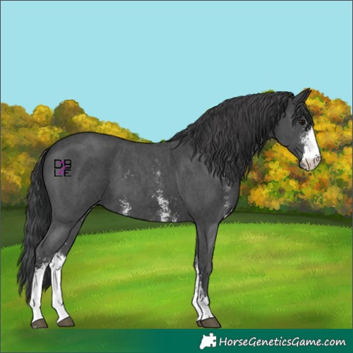 Horse Color:Black Sabino