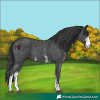 Horse Color:Black Sabino