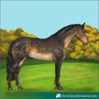 Horse Color:Buckskin 