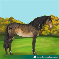 Horse Color:Buckskin