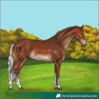 Horse Color:White Spotted Silver Brown