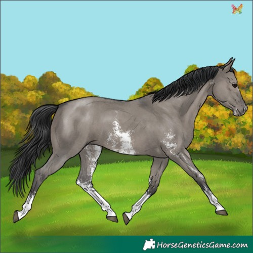 Horse Color:Grullo Sabino 