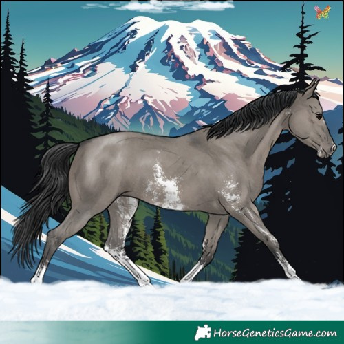 Horse Color:Grullo Sabino 