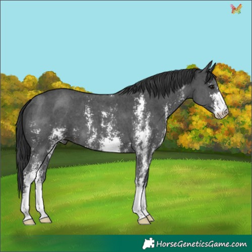 Horse Color:Black Sabino 
