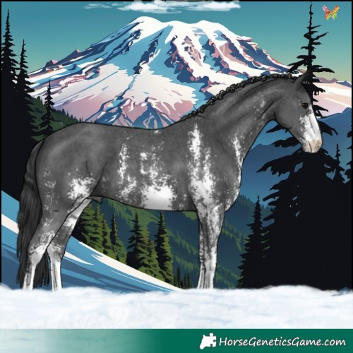 Horse Color:Black Sabino 