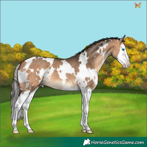 Horse Color:White Spotted Bay Dun Splash 