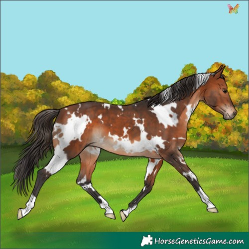 Horse Color:White Spotted Bay 