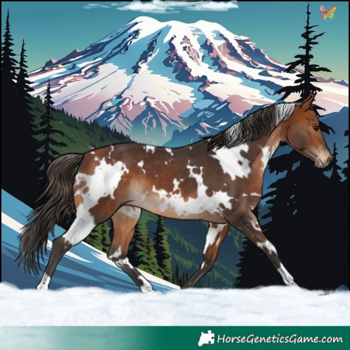 Horse Color:White Spotted Bay 