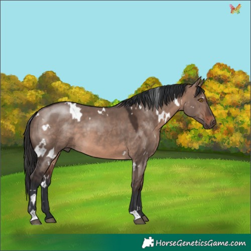 Horse Color:White Spotted Brown Dun Mushroom 