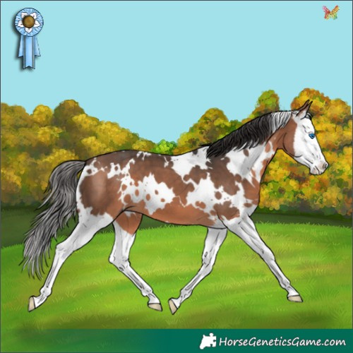 Horse Color:White Spotted Bay Mushroom Splash 