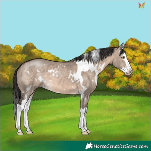 Horse Color:White Spotted Bay Dun Mushroom Splash 
