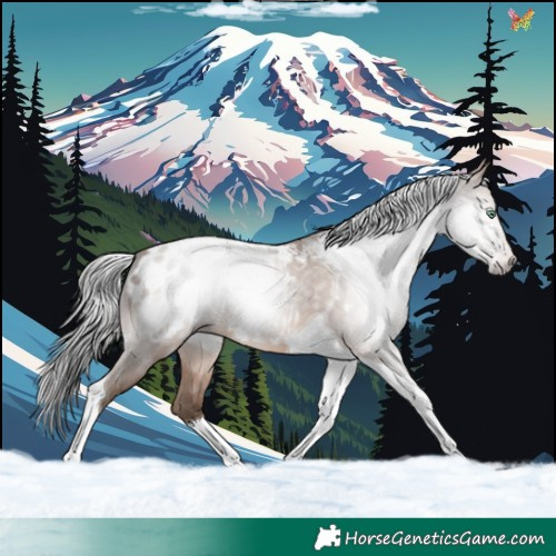 Horse Color:Gray Amber Champagne Tobiano Appaloosa 