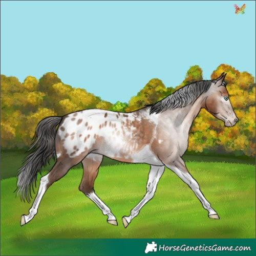 Horse Color:Gray Amber Champagne Tobiano Appaloosa 