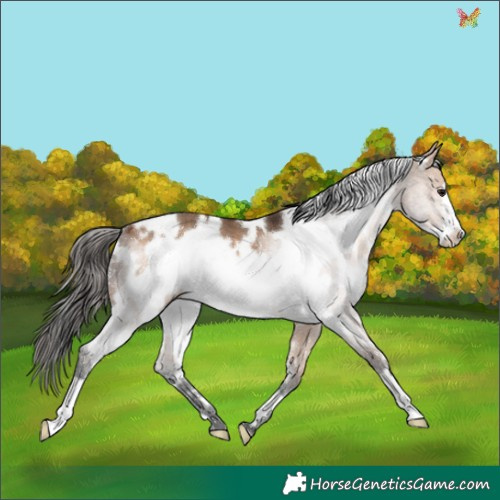 Horse Color:White Spotted Bay Dun Frame 