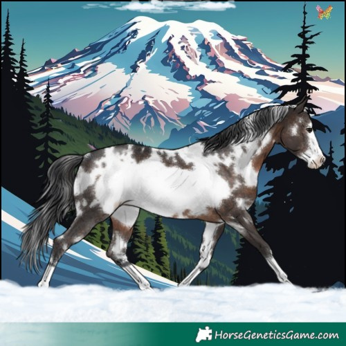 Horse Color:White Spotted Brown Frame 