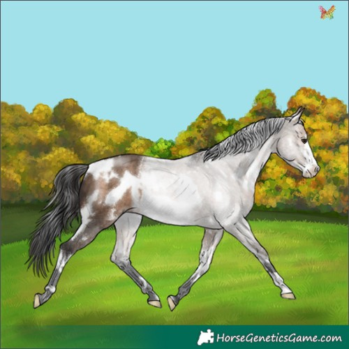 Horse Color:White Spotted Brown Dun Frame 