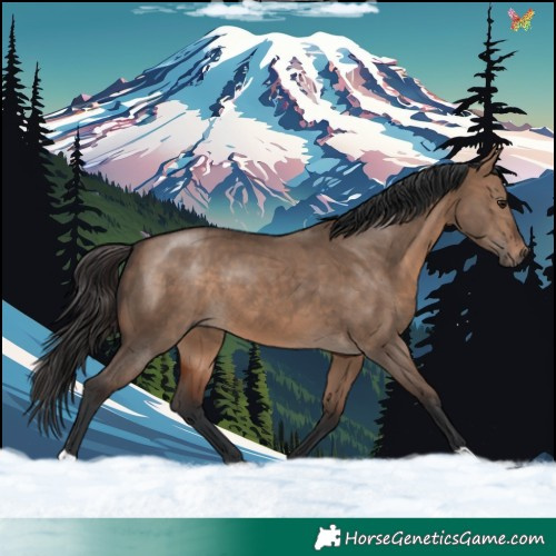 Horse Color:Brown Dun 