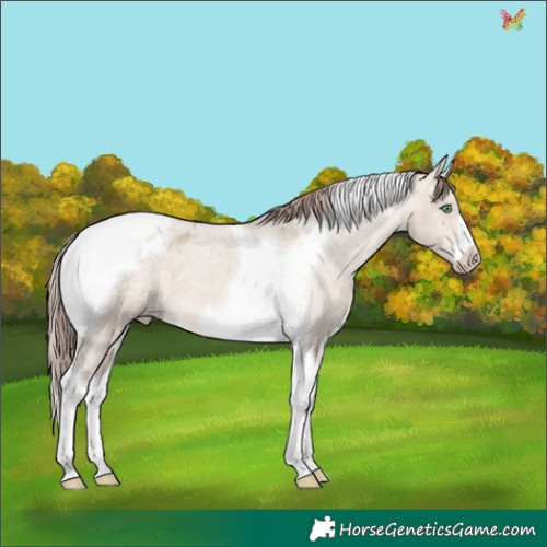 Horse Color:Sable Champagne Dun Tobiano Frame Appaloosa 