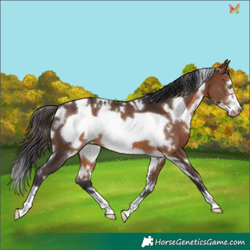 Horse Color:White Spotted Bay Frame 