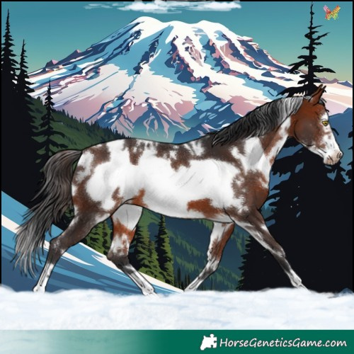 Horse Color:White Spotted Bay Frame 