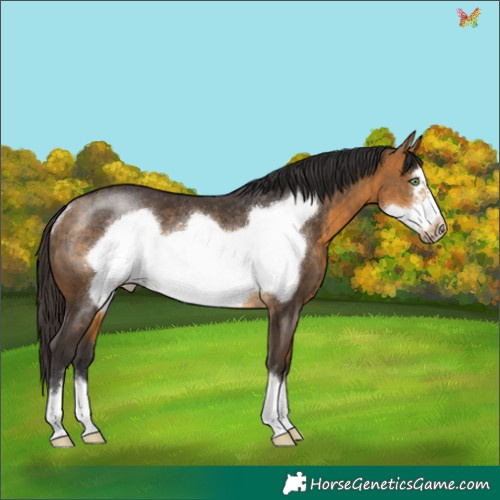 Horse Color:Buckskin Frame Rabicano 