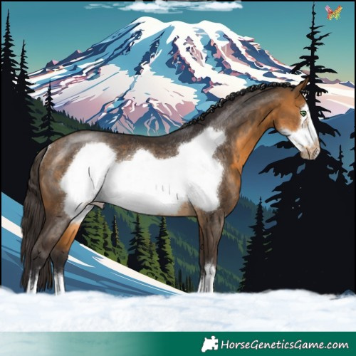 Horse Color:Buckskin Frame Rabicano 